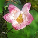 Der Lotus als Symbol der Verwandlung von Unreinem zu Reinem und anmutigem. Die Wurzeln befinden sich im Schlamm, doch die Blüte entfaltet sich makellos über der Wasseroberfläche.